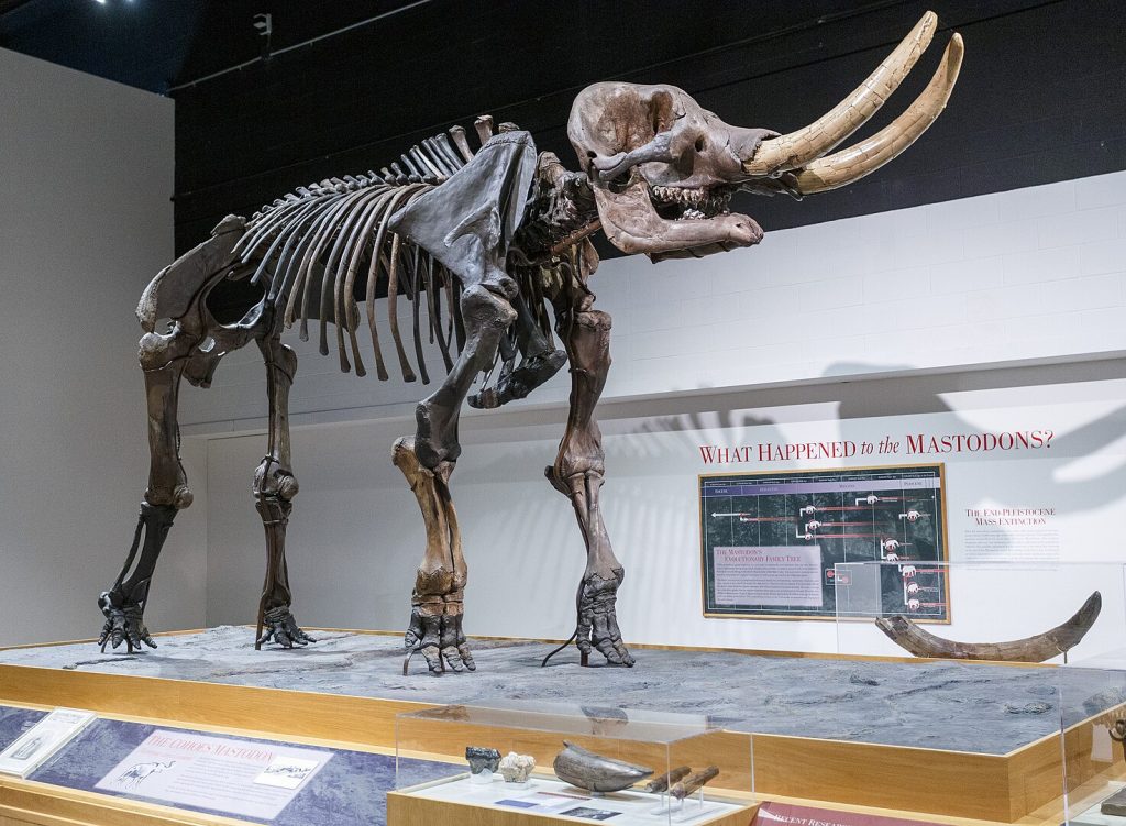 Skeleton of Mastodon