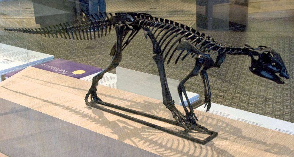 Skeleton of a Hypsilophodon