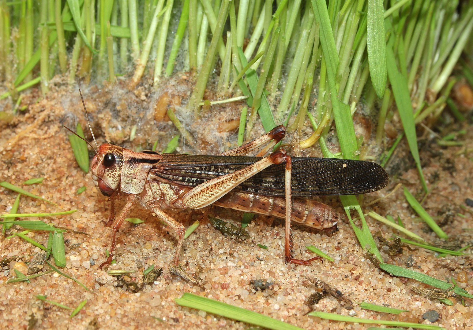 Tx Locust Locusts – Journeys Resource