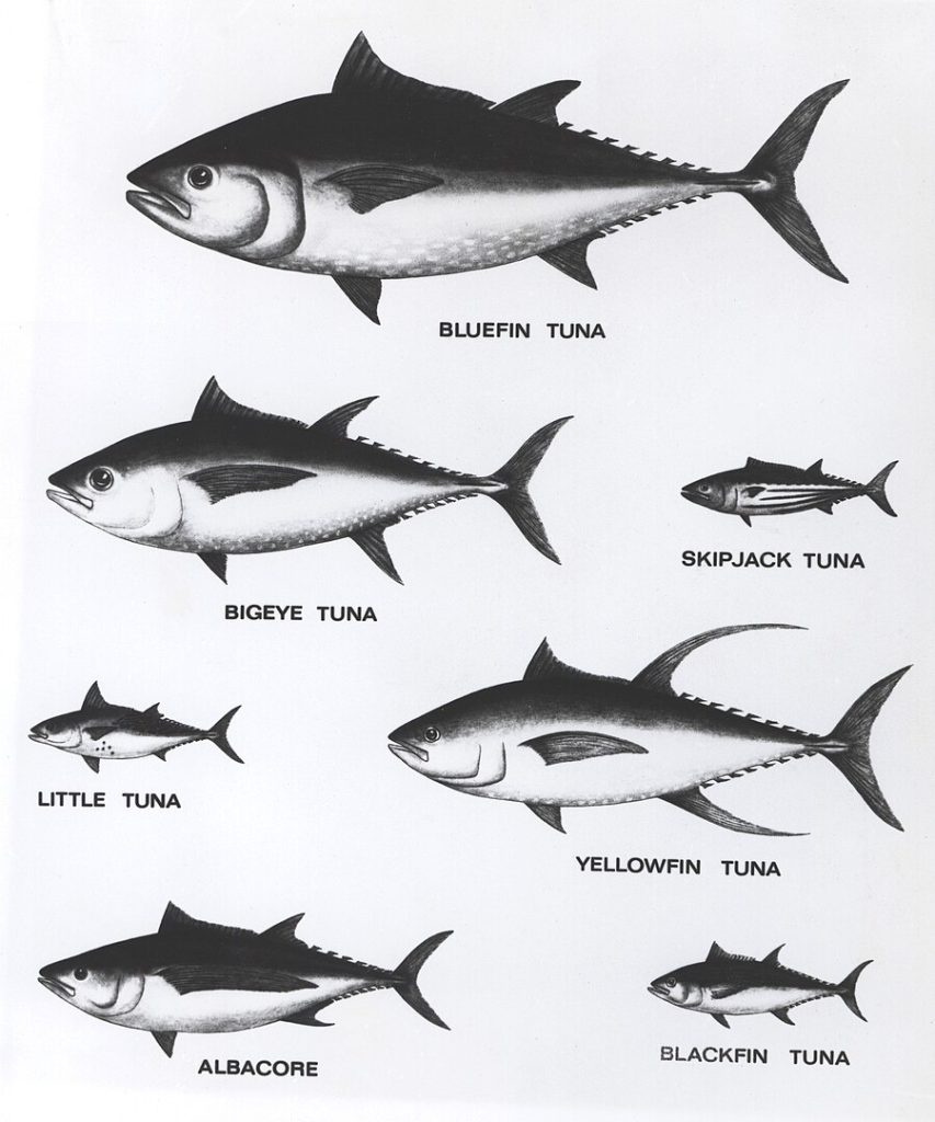 Comparison of Tuna