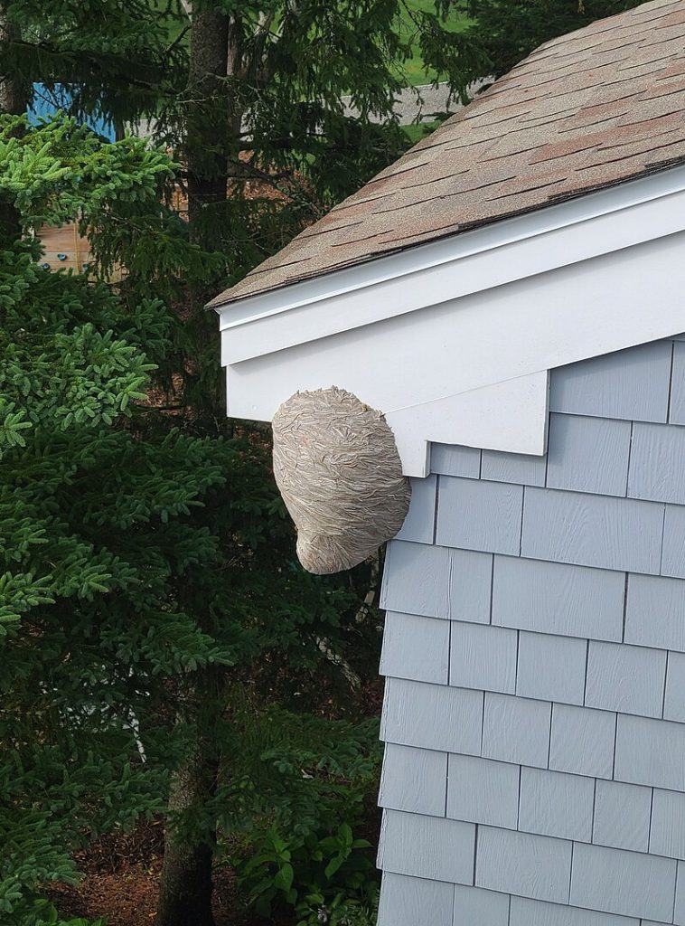 Wasp Nest