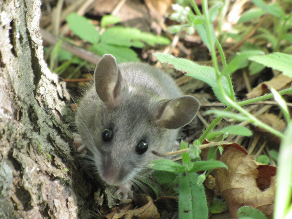 Eastern Deer Mouse