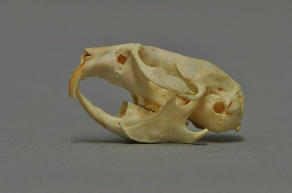 Skull of a Lemming