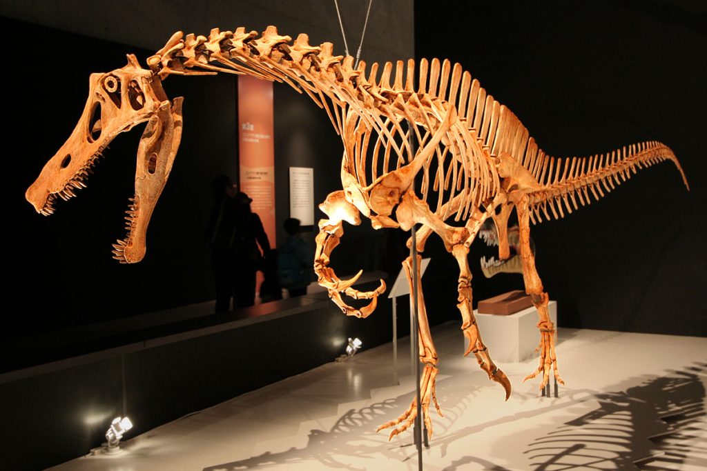 Skeleton of Irritator