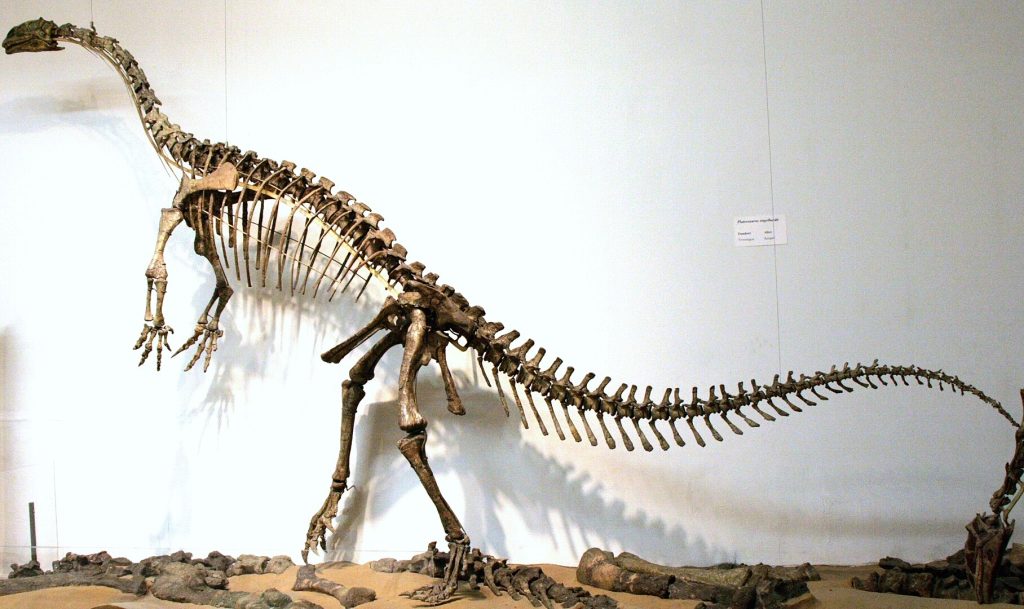 Skeleton of Plateosaurus