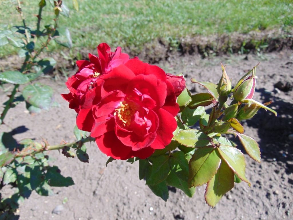 Rafe Roses Roses – Journeys Resource