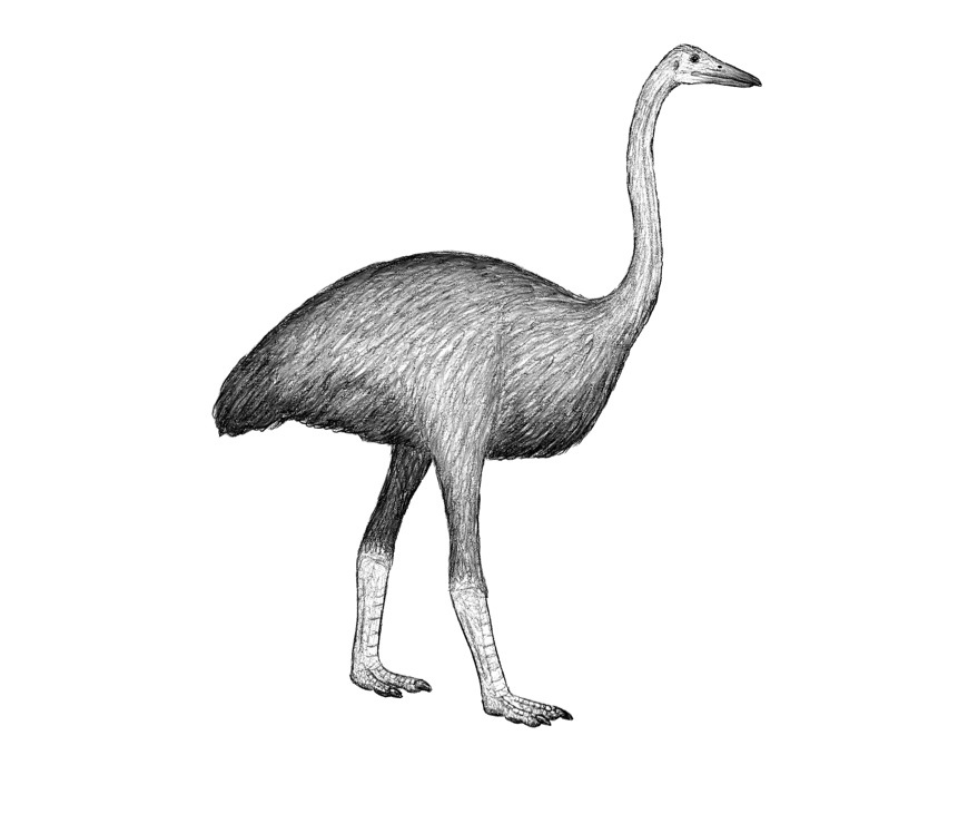 Elephant Bird