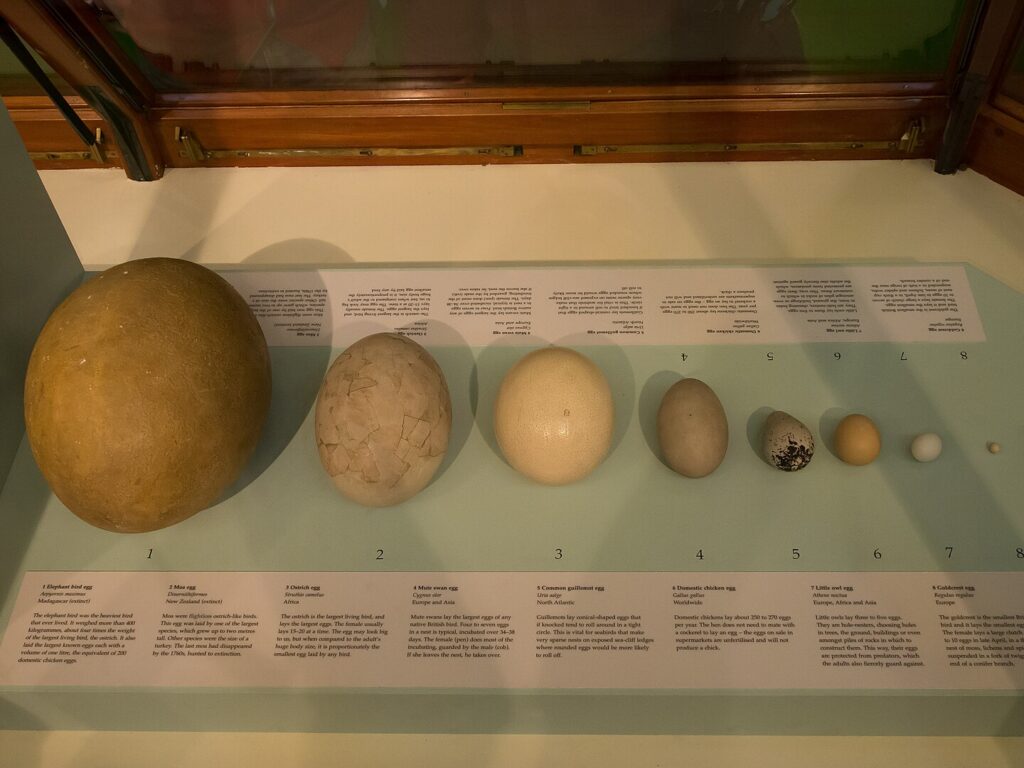 Comparison of the Elephant Bird Eggs with those from other birds
