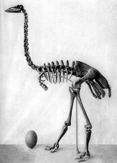 Skeleton of Elephant Bird