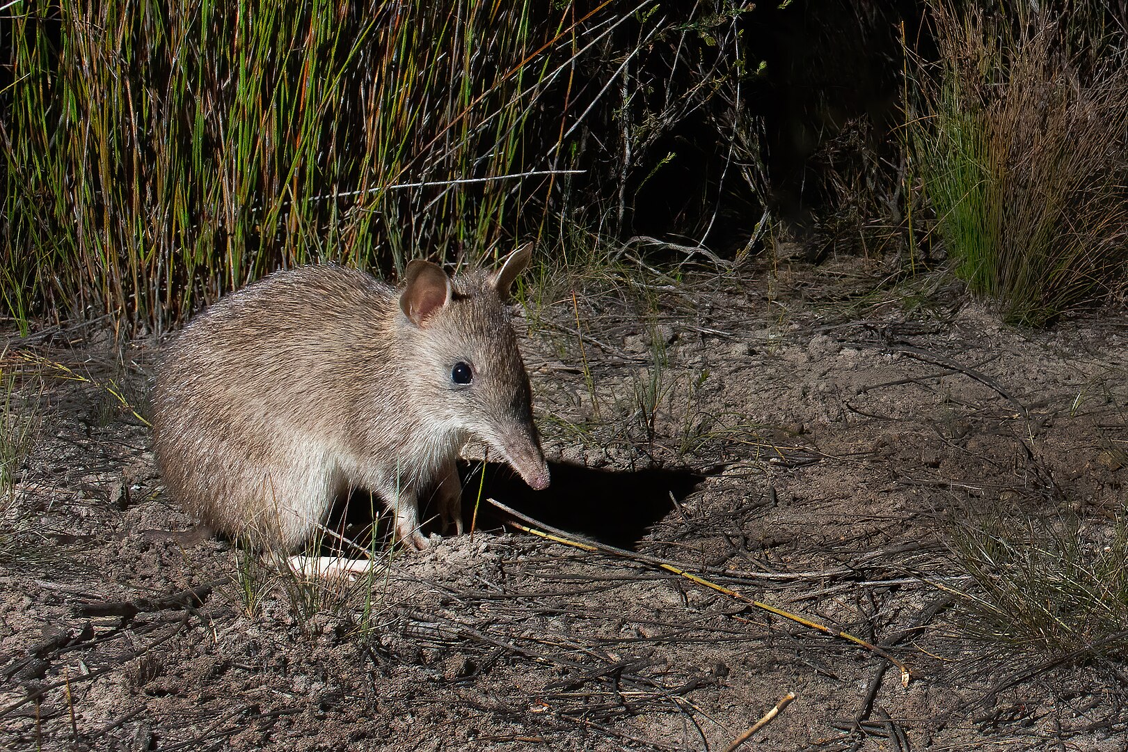 Bandicoots – Journeys Resource