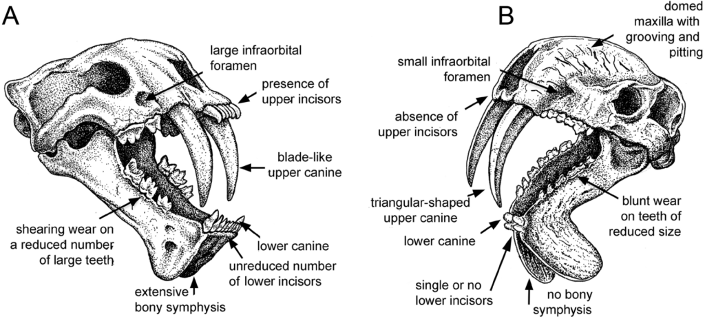 Thylacosmilus and Megantereon Comparison