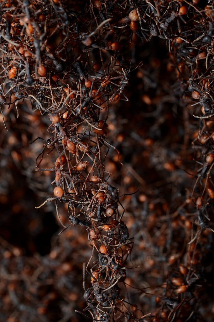 Ant Bridge