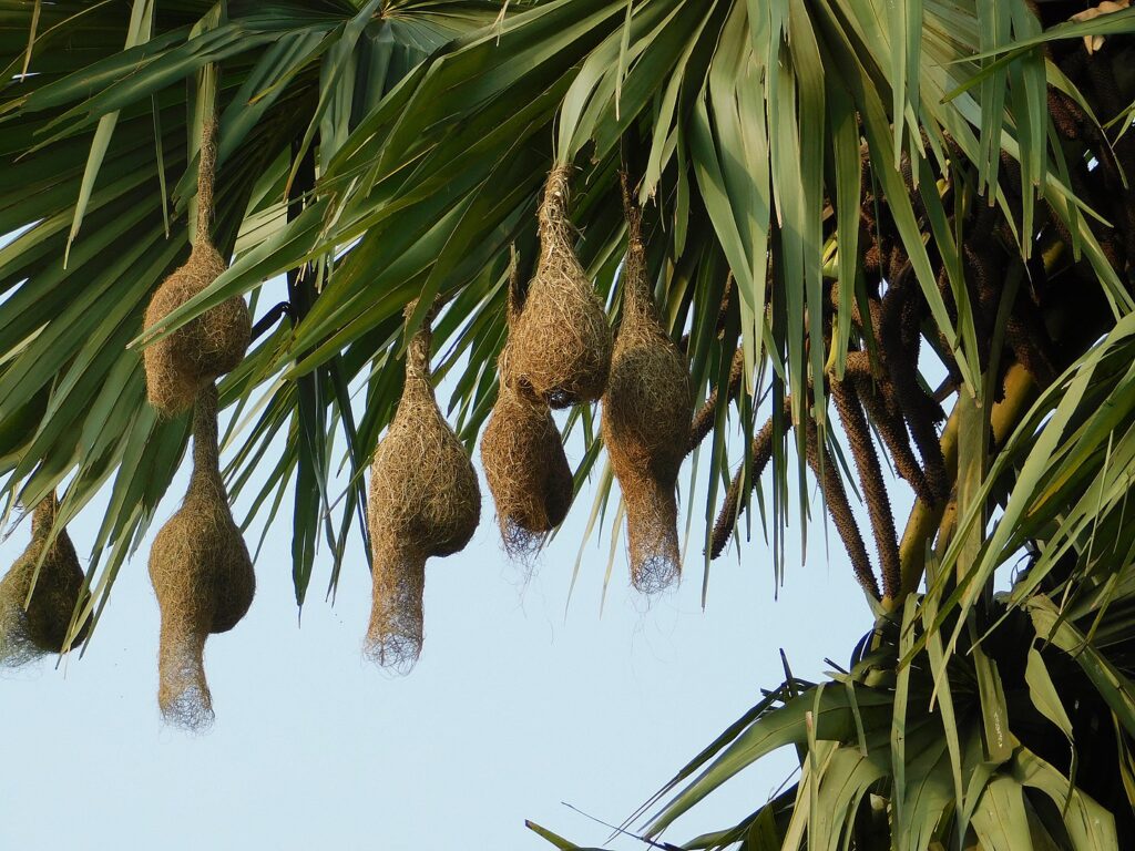 Baya Weaver Nest