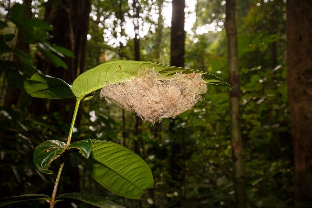Little Spiderhunter Nest
