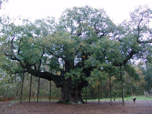 Major Oak Tree