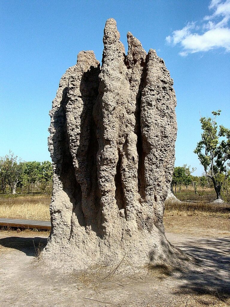 Termite Mound
