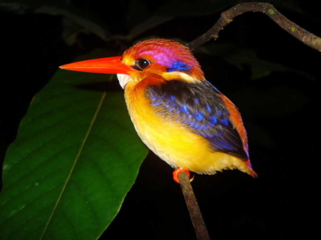 Black-backed Dwarf Kingfisher