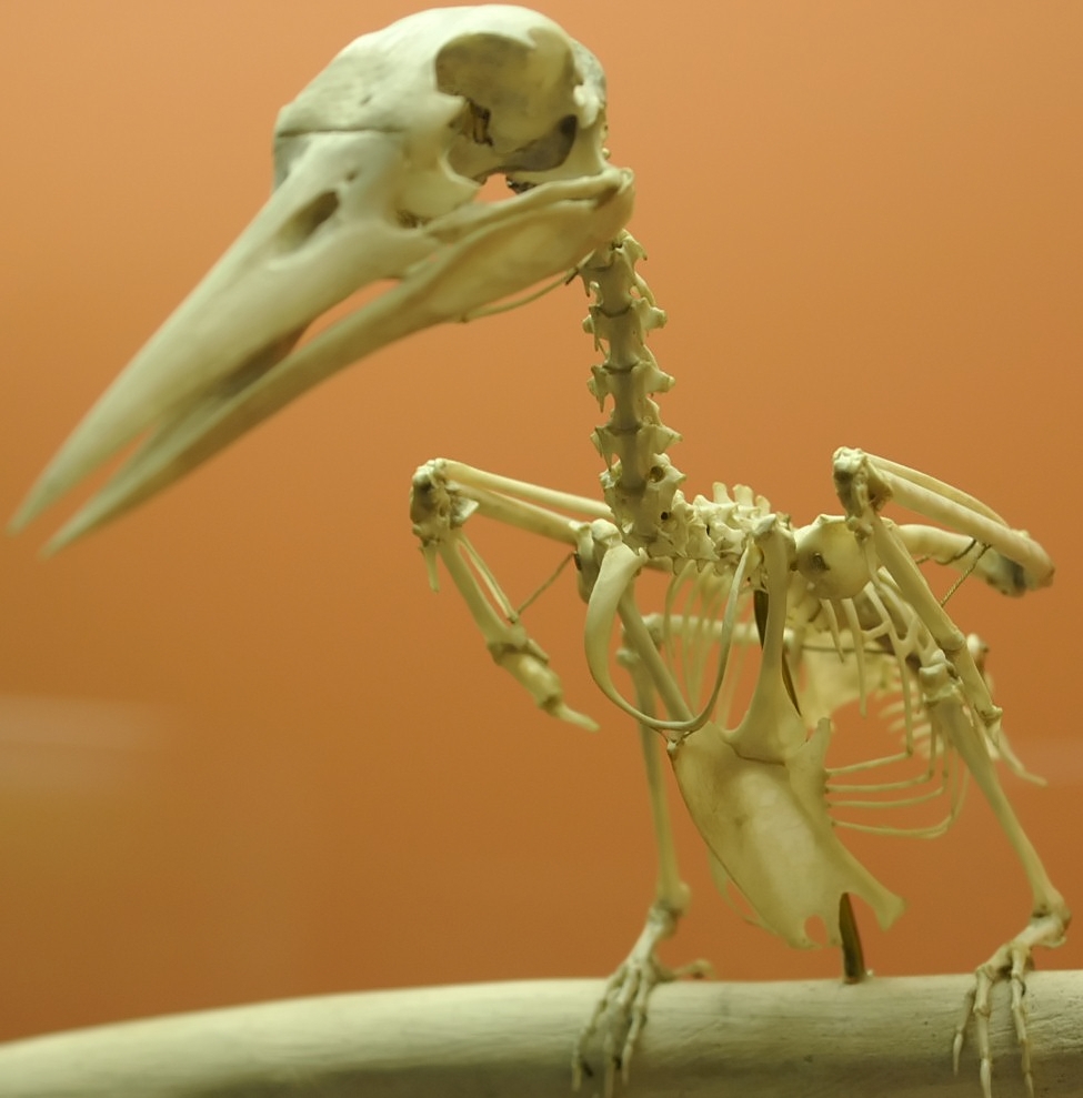 Skeleton of Kingfisher