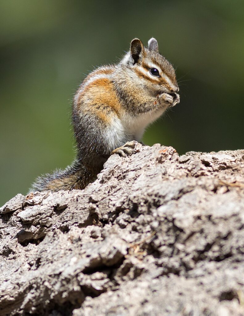 Allen's Chipmunk