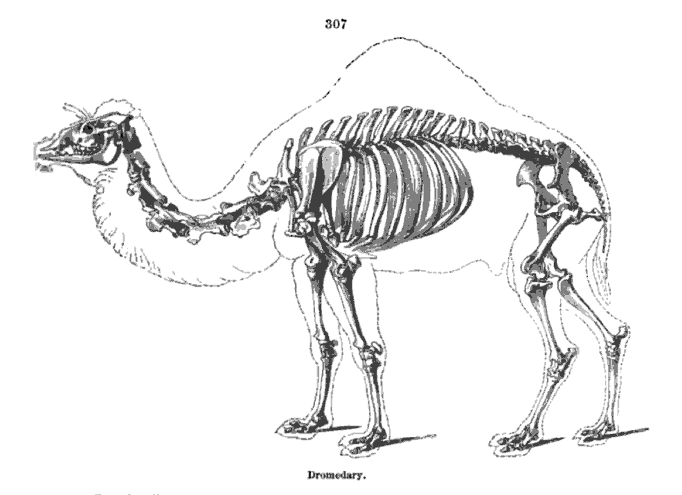 Skeleton of Camel