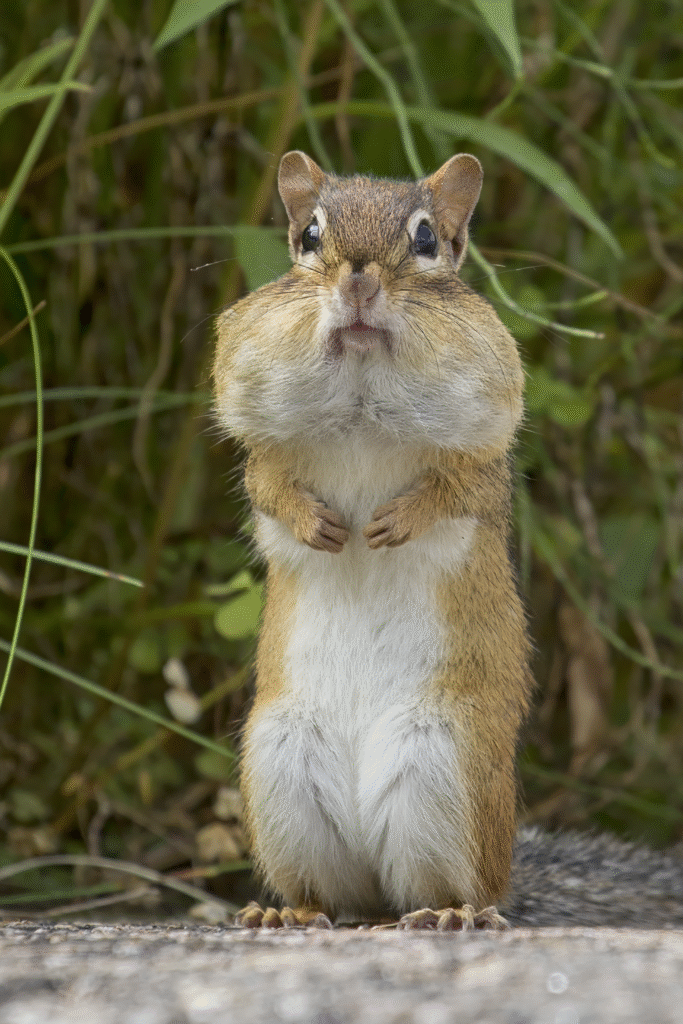 Eastern Chipmunk with Full Cheek Pouches