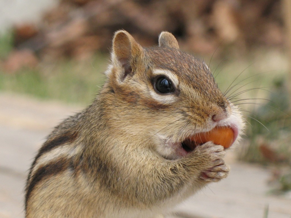 Eastern Chipmunk with Food