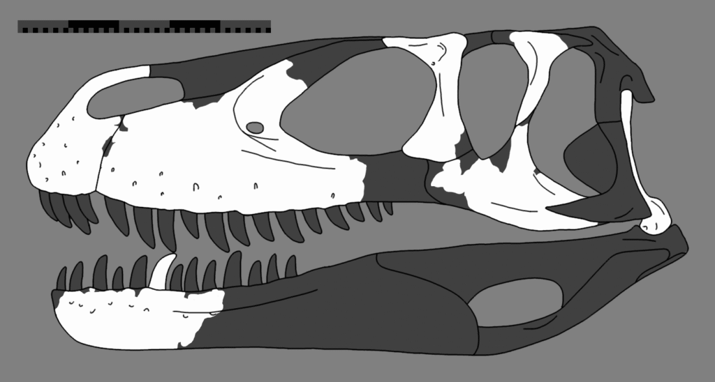 Skull of Torvosaurus