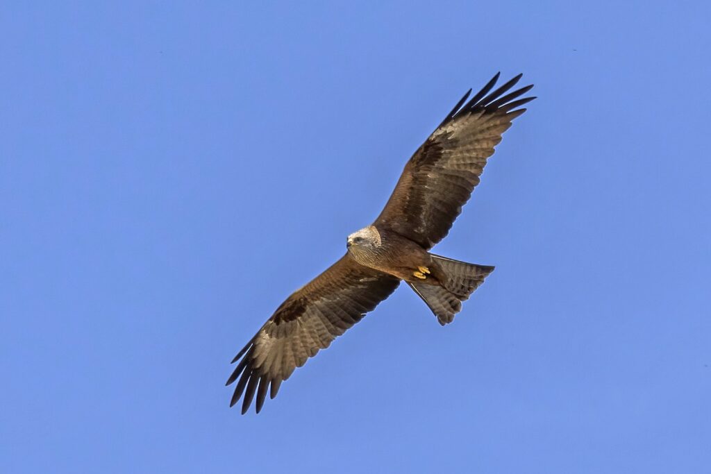 Black Kite
