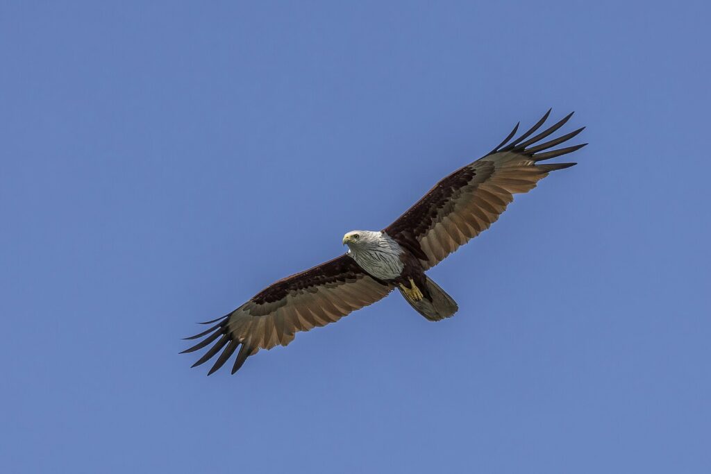 Brahminy Kite