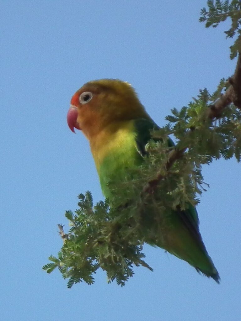 Fischer's Lovebird