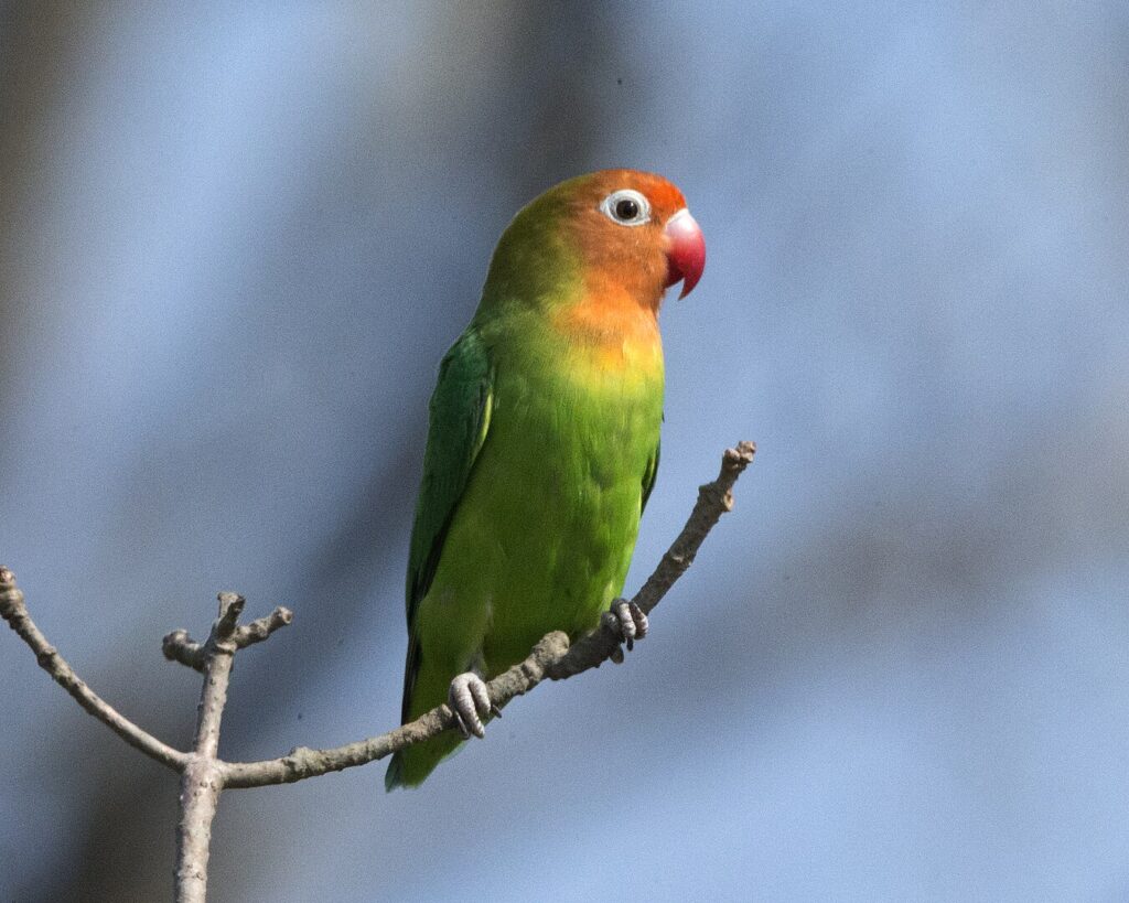Lilian's Lovebird