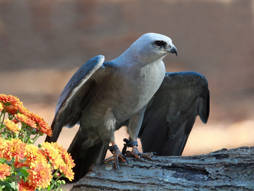 Mississippi Kite