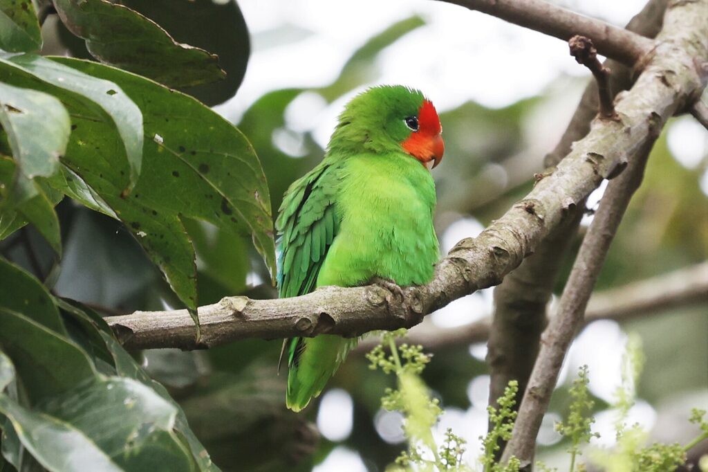 Red-faced Lovebird
