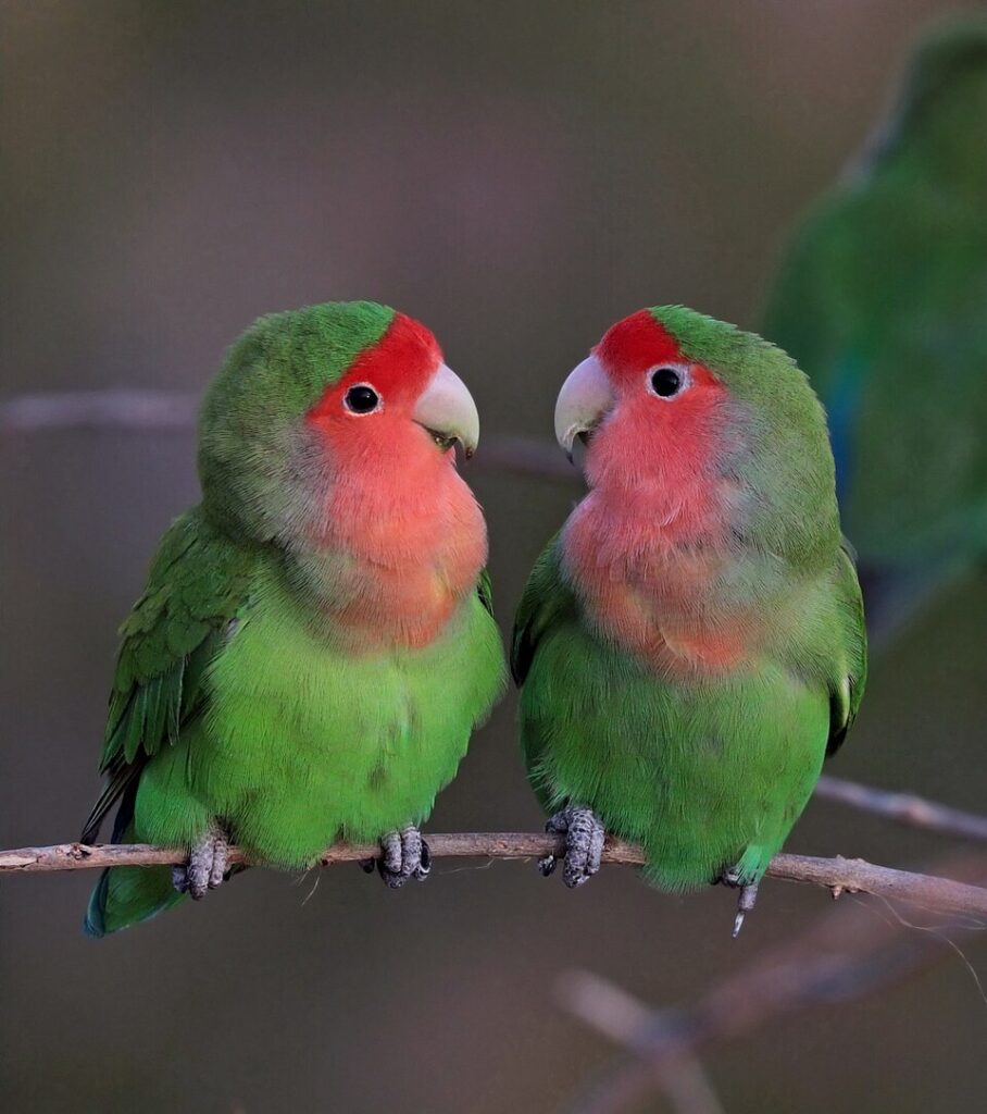 Rosy-faced Lovebirds