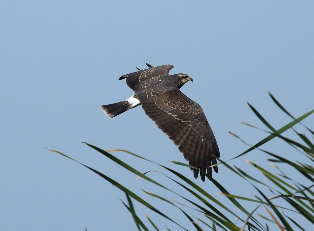 Snail Kite