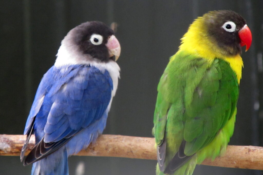 Yellow-collared Lovebird