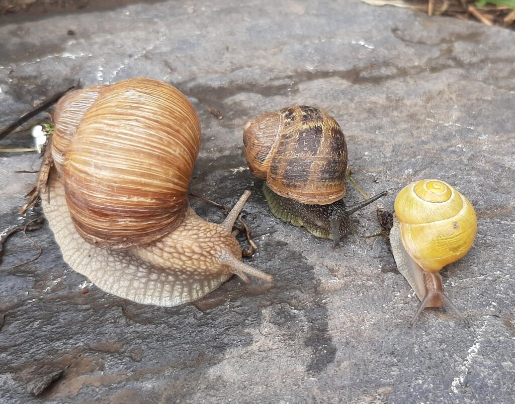 Land Snails – Journeys Resource