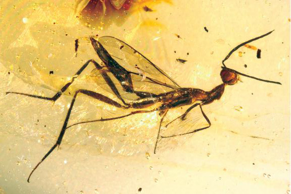 Fossil Leptofoenus Pittfieldae