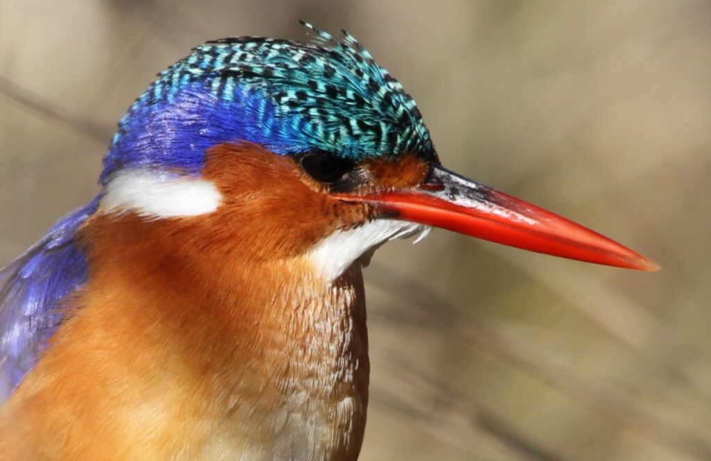 Kingfisher