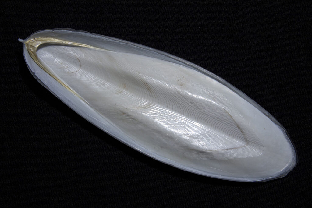 Cuttlefish Bone