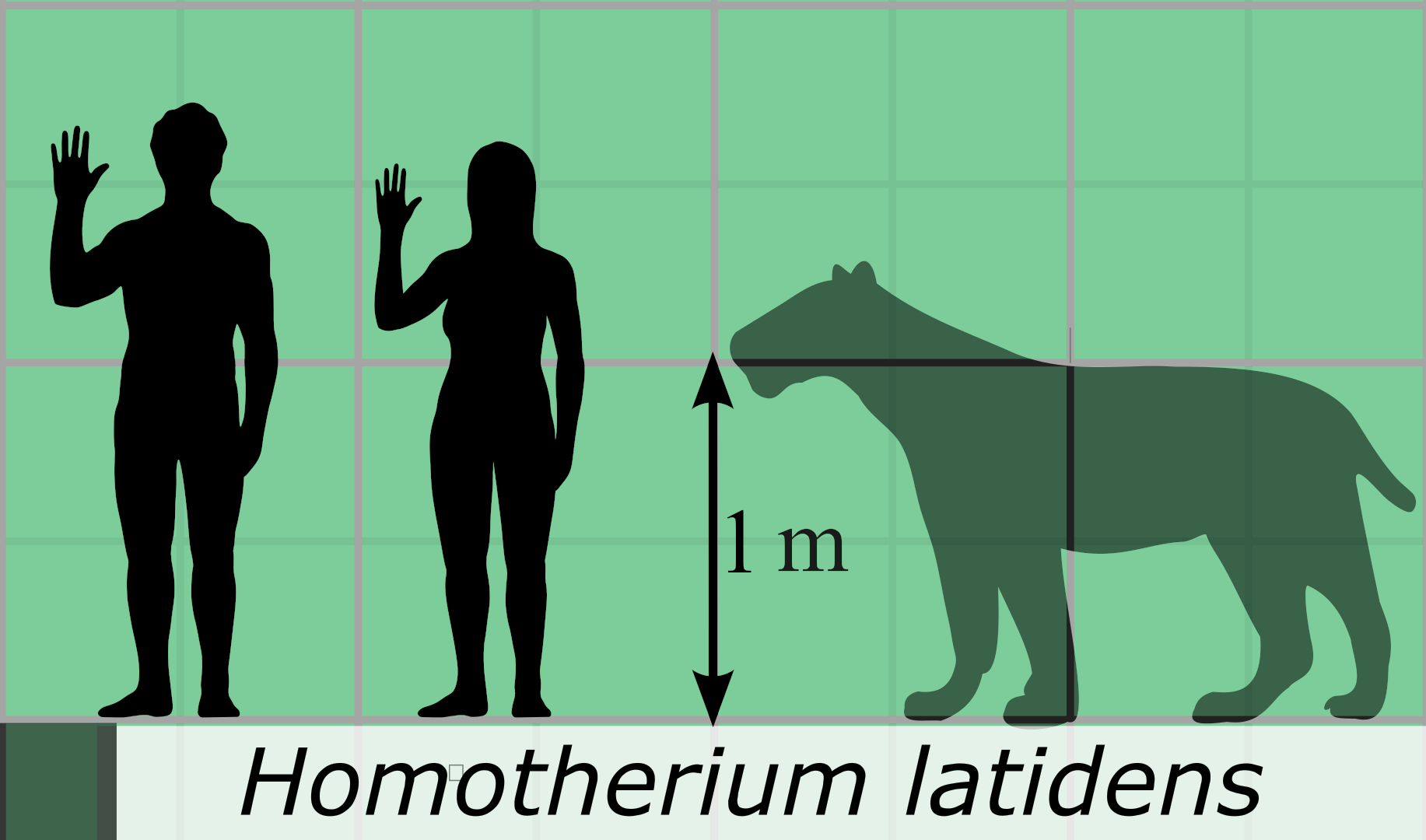 Homotheriini Homotherium – Journeys Resource