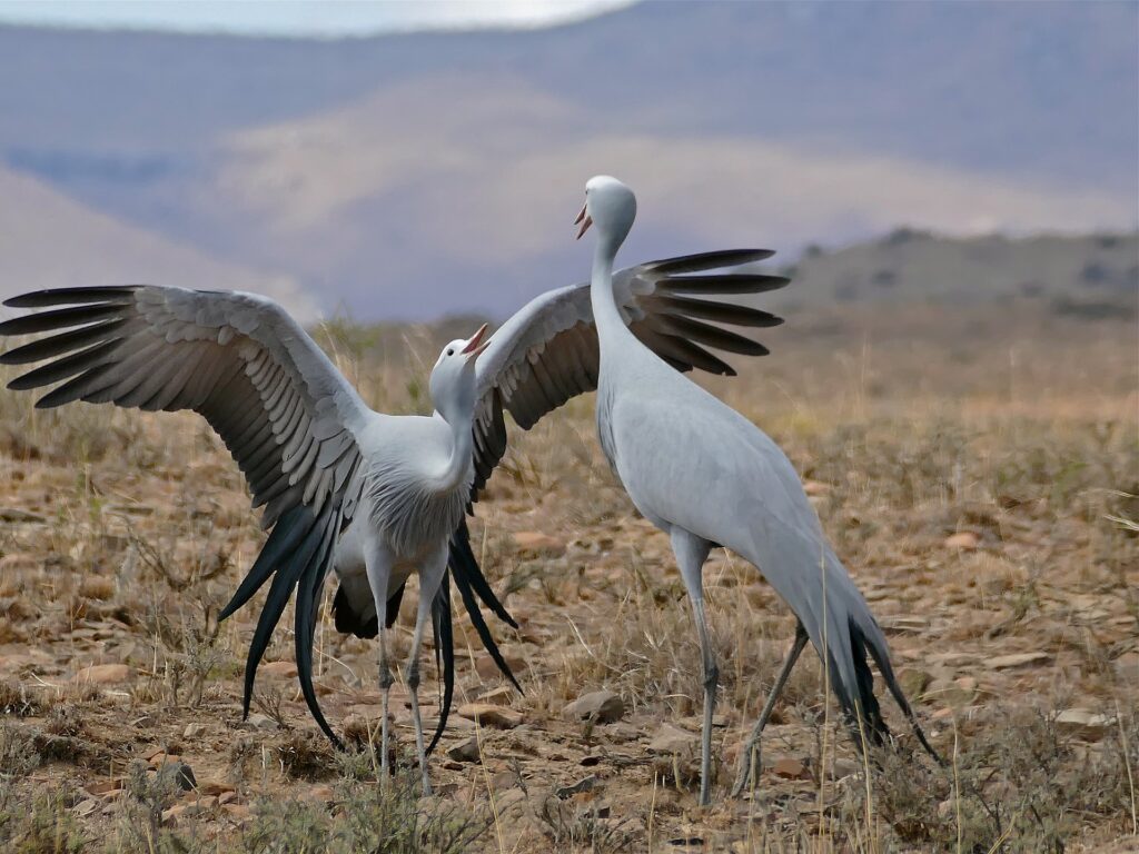 Cranes