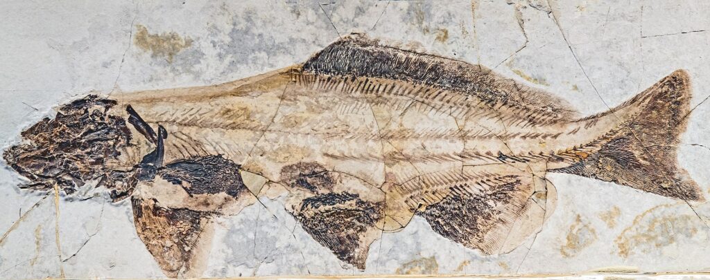 Fossil of Sturgeon