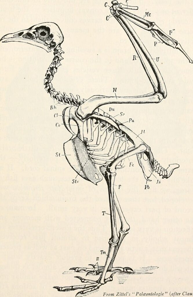 Skeleton of Egyptian Vulture