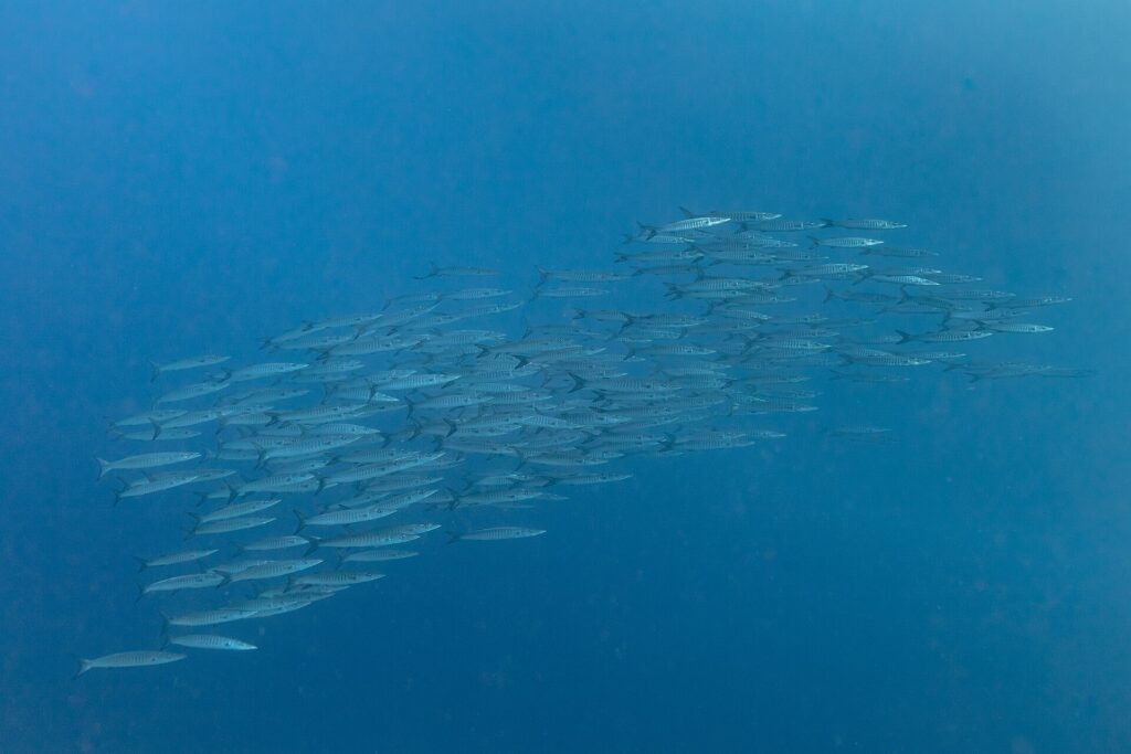 School of Great_Barracudas