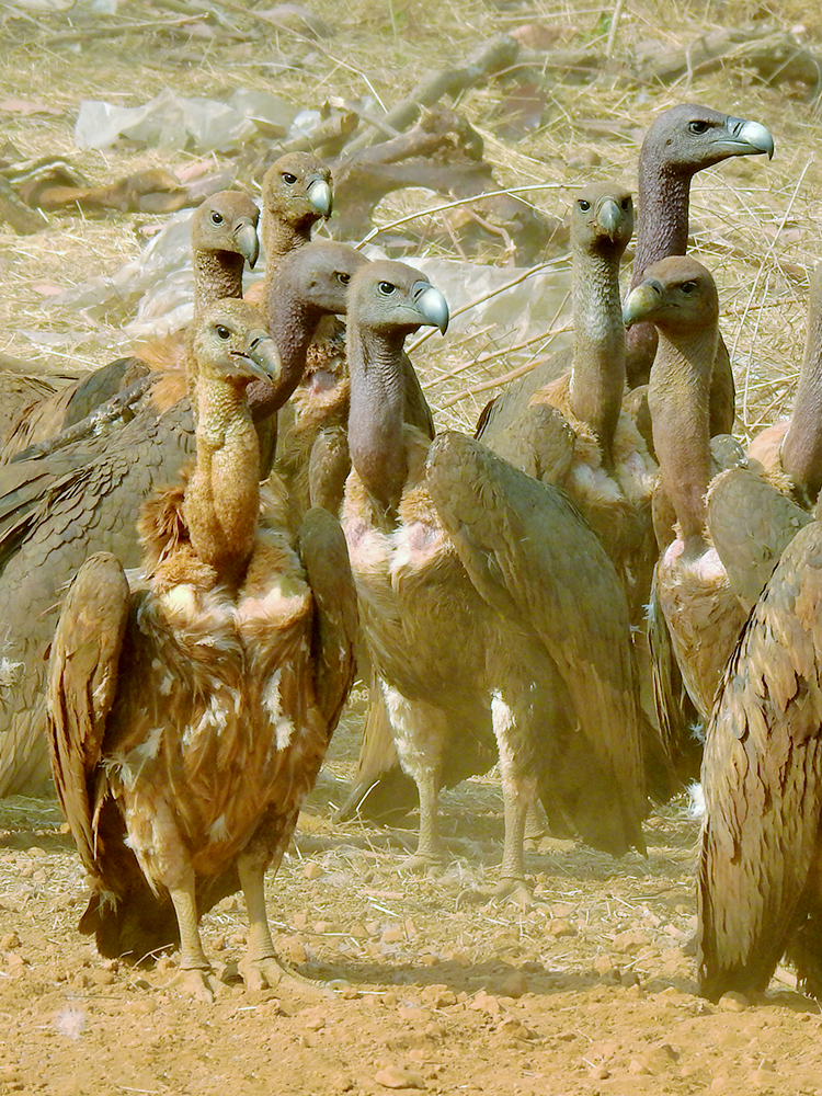 White-rumped Vulture