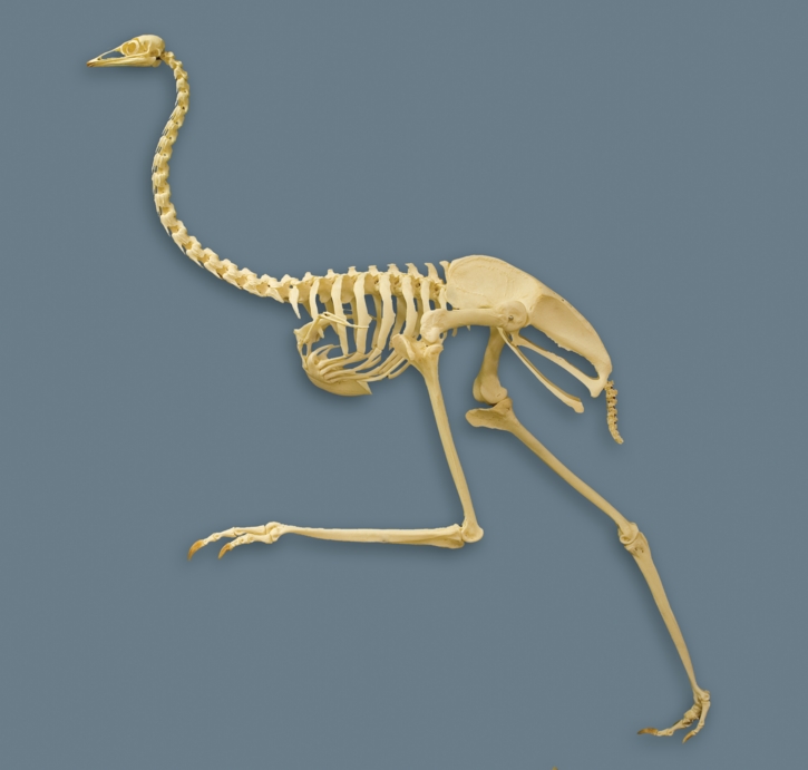 Skeleton of Emu