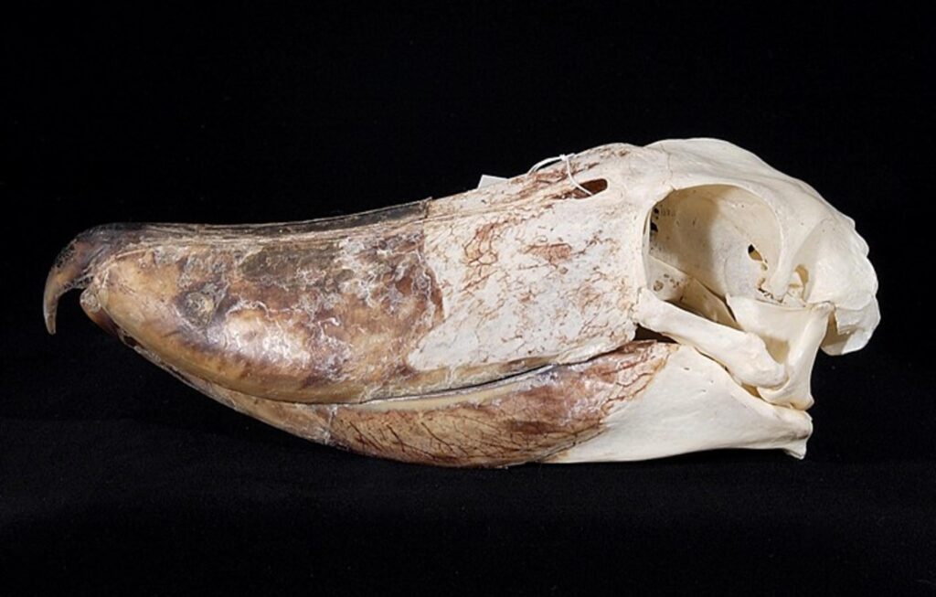 Skeleton of Shoebill
