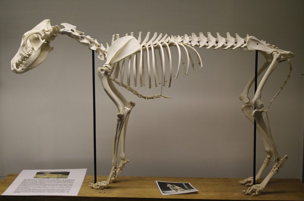 Skeleton of a Dingo