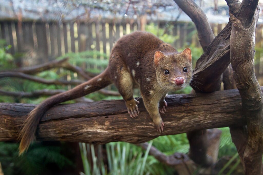 Tiger Quoll